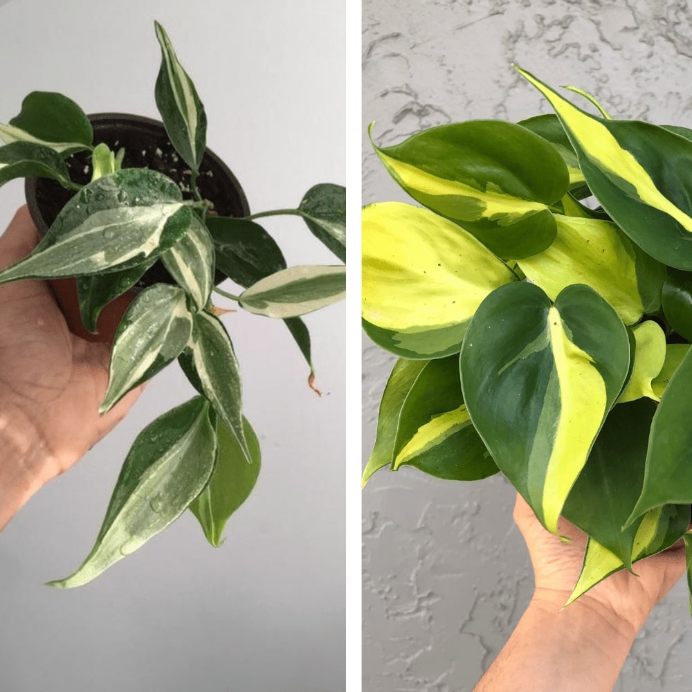 philodendron-rio-growing-guide